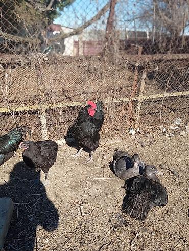 Xoruzlar: Məhsul: Qara rəngli xoruz Təsvir: Avstrolop temiz qan öz heyetimin — 8