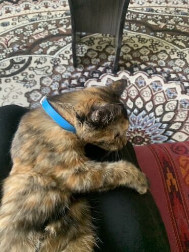 египетская кошка 18: Пародистая кошкаотдам на добрые руки, отдам с туалетом с горошоком