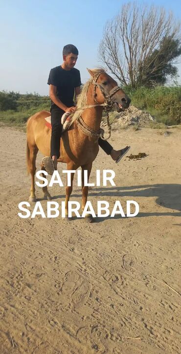 K/t heyvanları üçün mallar: Erkək, il: 7