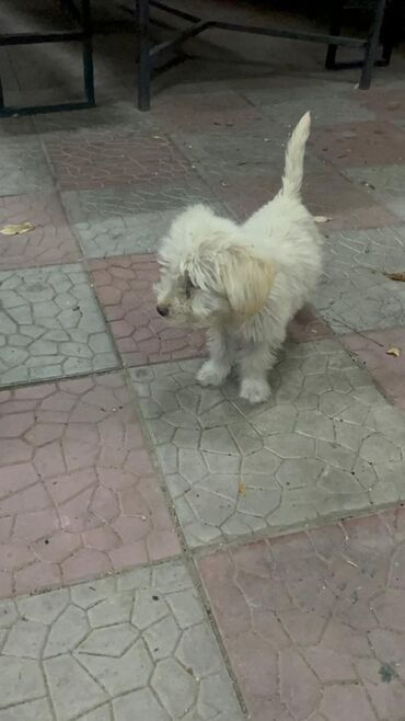 Продажа собак: 3 месяца, Самец — 9