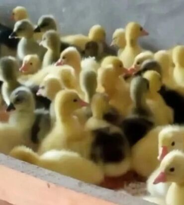 Akvarium aksessuar və ləvazimatları: Qaz balasi butun rayonlara catdirma pulsuzdur kim isdese buyrub zakaz