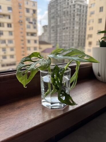 ağcaqanad torları: Monstera adansonii (Swiss cheese plant) şlamı - Nadir deşikli