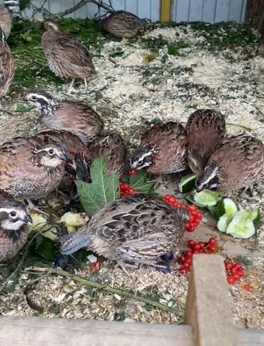 эликсир феникс цена в бишкеке: Продам виргинские куропатки 10 штук! Сразу оптом! Цена за 1 штуку!