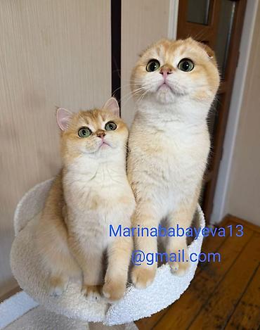 Pişiklər: Şotland — 8