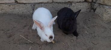 Dovşanlar: İri sort dovşanlar satilir! orta çəkili dovşanlar 15 azn, ağir çəkili -da lalafo.az — 5 Dovşanlar: İri sort dovşanlar satilir! orta çəkili dovşanlar 15 azn, ağir çəkili — 5