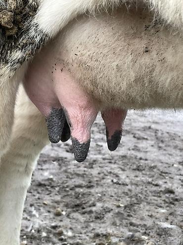 Коровы, быки: Продаю | Корова (самка) | Голштин | Для разведения, Для молока — 9