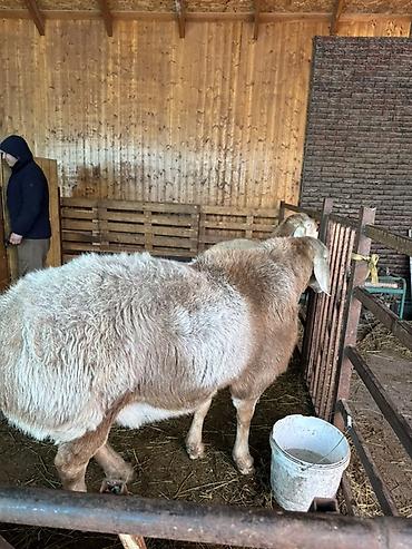 Баран, овца: Продаю | Баран (самец) | Арашан | Для разведения | Племенные, Осеменитель — 12