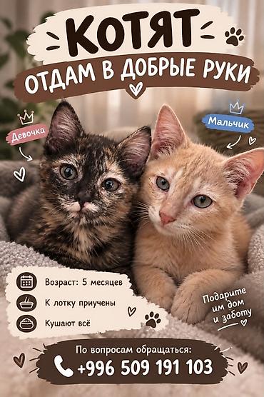 отдам кошку в хорошие руки: Отдам даром котят в добрые руки! — 1