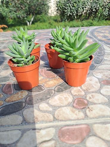 pencere setka: Mini sukulentlər – 4 ədəd set - Bitki tipi: Etli yarpaqlı sukulent — 3