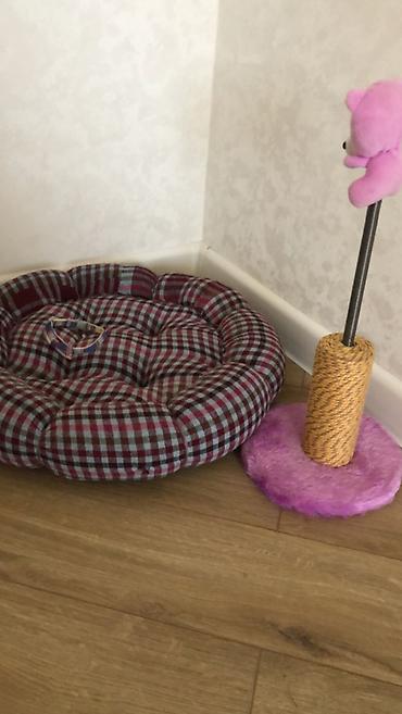 koşka: Məhsul: Pişik üçün rahatlıq və əyləncə dəsti Tərkibi: - Yumşaq — 3