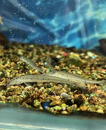 Аквариумы: Рыбки | Аквариумы | Оборудование Жемчужина магазин аквариумистики🐠 — 28