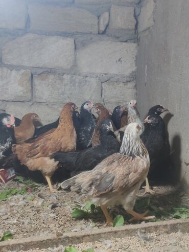 Cücələr: Toyuq cücələri, Ətlik — 11