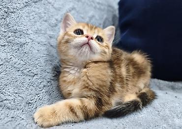 Продажа кошек: Предлагается к предварительному резерву шотландский котенок. Скоттиш — 10