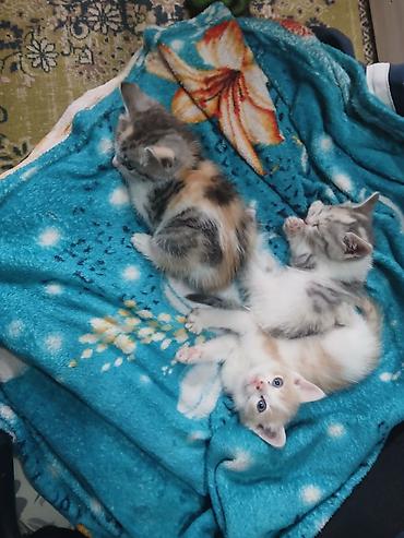 вислоухие котята бишкек: Котята в добрые руки. одна девочка, два мальчика. едят любую еду, к — 9
