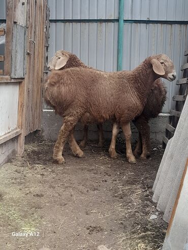 продаю коз: Продаю | Ягненок, Баран (самец) | Арашан | Для разведения | Племенные
