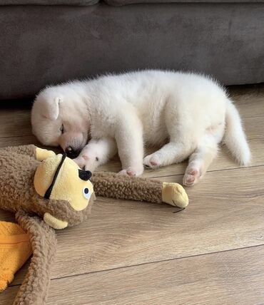 ağ afcarka: Akita-inu, 4 ay, Dişi, Sənədli, Ödənişli çatdırılma
