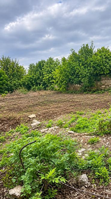 albalılıq torpaq: 9 sot, Tikinti, Mülkiyyətçi, Kupça (Çıxarış) — 1
