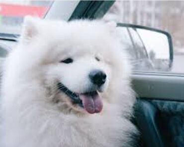 it satişi: Samoyed, 11 ay, Erkek