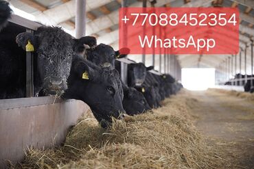 поросята продажа: Продаю | Корова (самка) | Ангус | На откорм