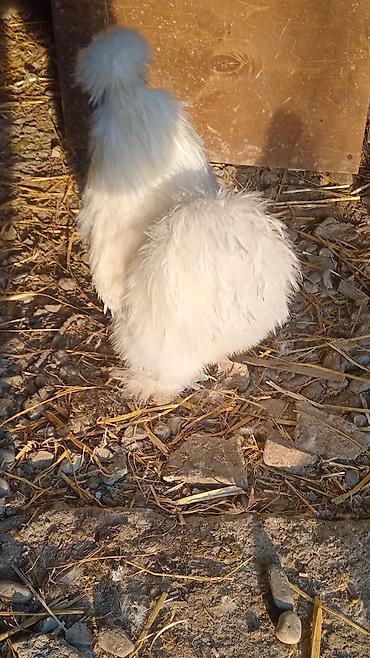 Toyuqlar: Toyuq, Damazlıq — 8