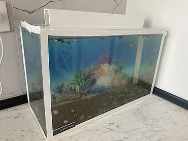 zavod akvarium: Прямоугольный аквариум, Вместе с рыбами, 20 л, Самовывоз, Платная доставка — 2