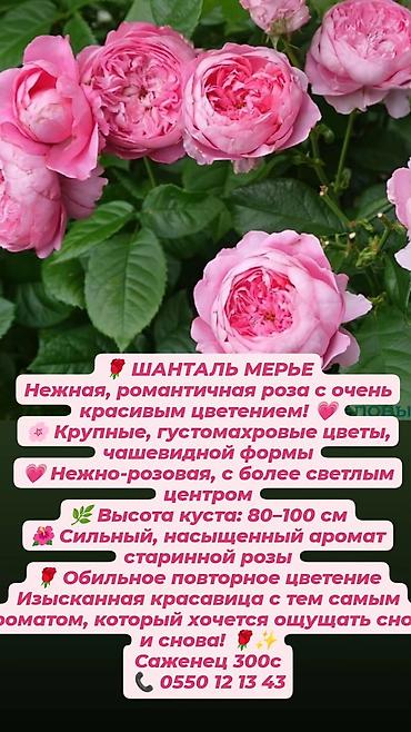 Прожекторлор: Кустовые розы в наличии. Отправляю саженцы по Кыргызстану. Цена на — 9