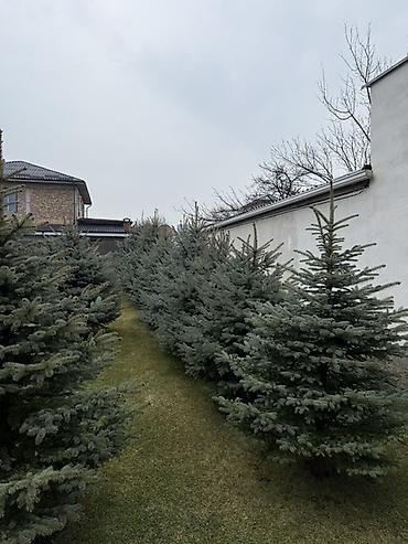 Ель: Продаю Ели голубые от 2-4 метров, колоновидные туи 4 метровые: густые — 2