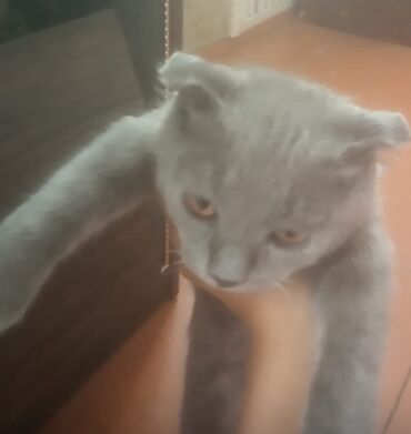 bərə çəkən: Şotland yastı qulaq, Erkək