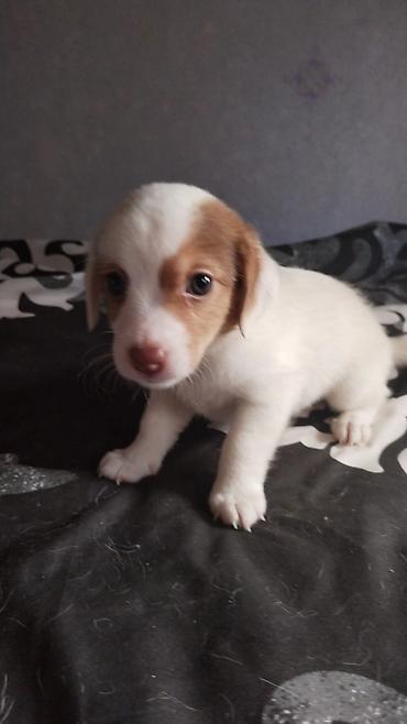 ev itleri ucuz: Çixuahua, 1 ay — 2