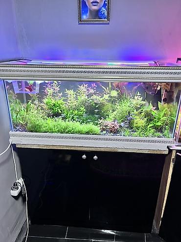 yerli qaz balası: Dördbucaq akvarium, Balıqlarla birlikdə, 211 l, Ödənişli çatdırılma — 2