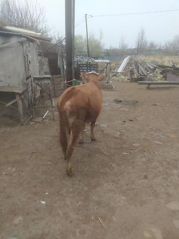 Dana, buzov: Qara mal – dişi dana/sığır - Rəng: qırmızı-qonur, alnı və burnu ağ — 4