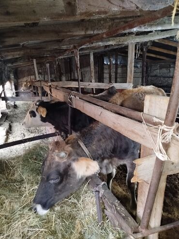 наполнитель для животных: Продаю | Корова (самка), Тёлка | На откорм, Для разведения