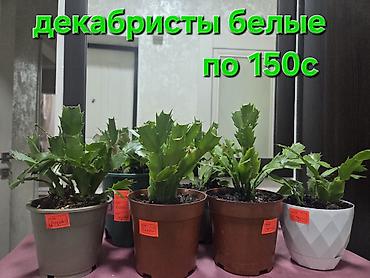 Пальмы: Хамедорея изящная (комнатная пальма) - В наличии взрослые кусты в — 6