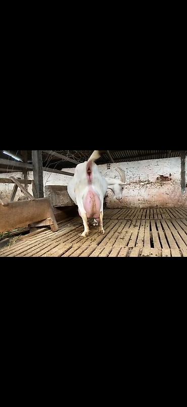 Keçilər, çəpişlər: Süd keçisi – ağ rəngli, uzun buynuzlu - Yüksək süd verimi üçün — 8