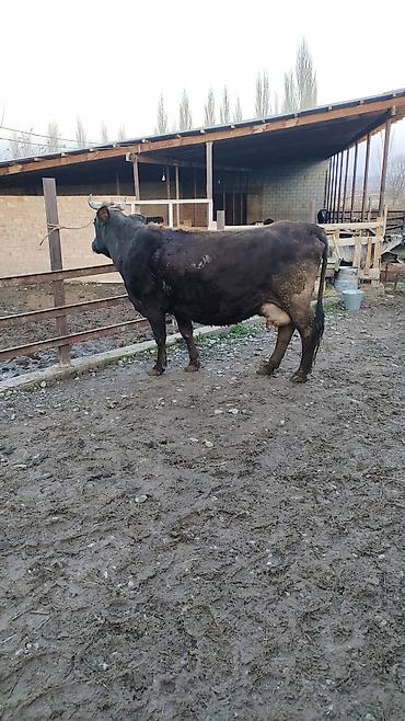 Коровы, быки: Продаю | Корова (самка) | Для разведения | Привязанные — 2