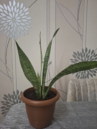фикус черный принц: Sansevieria (Qayın dili) – otaq bitkisi 2 ölçüdə var.Böyuk olan 55 sm