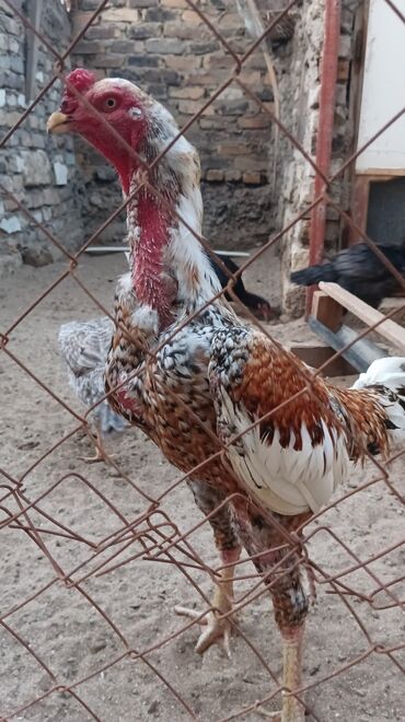 son zəng dəstləri: Heyratı pileymut yumurtaları biri 2 manat vacapda açıqdır