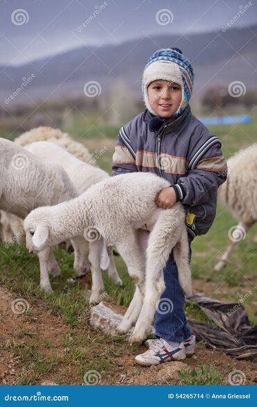 Сельское хозяйство: Требуется Пастух