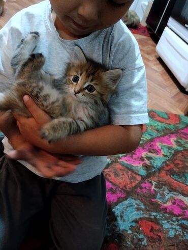 сиямский кошка: Отдам котят в хорошие руки Смешанная порода мама мейнкун, отца незнаю