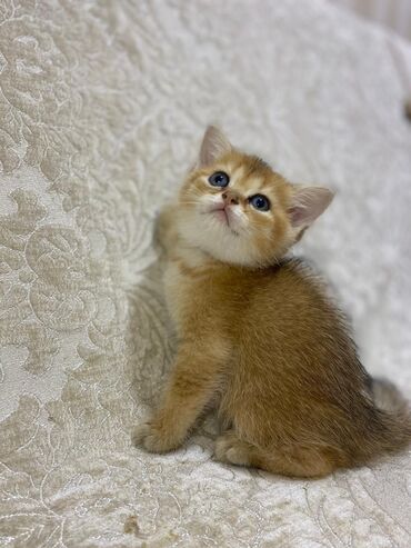 Pişiklər: Şotland yastı qulaq, Erkək, Dişi, Yaxşı əllərə, Ünvandan götürmə, Pulsuz çatdırılma, Ödənişli çatdırılma — 216