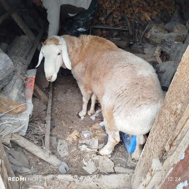 кролик калифорния: Сатам | Ургаачы кой (ургаачы) | Көбөйтүү үчүн