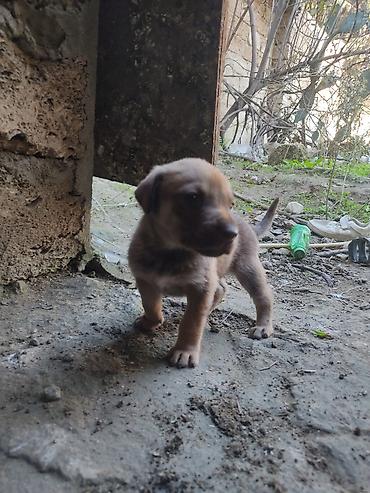 it xaltaları: Zvonok, 1 ay, Dişi — 8