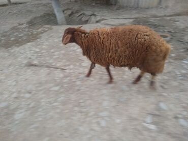 Inəklər, öküzlər: Erkək, Qala, il: 1, 50 kq, Ətlik