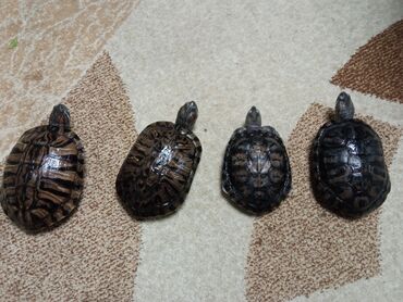 манеж для животных: Продаю красноухих водных черепах 8 лет. большие есть мальчики и