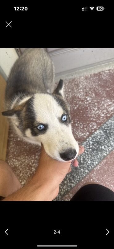 İtlər: Xaski, 4 ay, Dişi