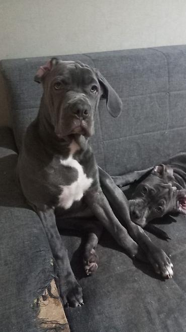 Продажа собак: Щенки кубинского питбультерьера, Подрощенные, 5 месяцев.,голубого — 3