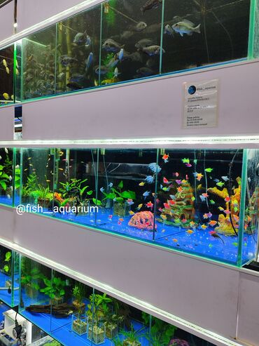 аквариумные рыбы: Большой выбор аквариумных рыбок. От 50 сом и выше