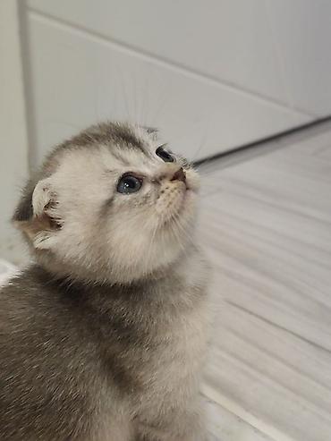 Pişiklər: Skottish Fold balaları - Cins: Scottish Fold (qatlanmış qulaqlı) - — 8