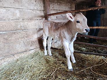 Коровы, быки: Продаю | Тёлка | На откорм — 1