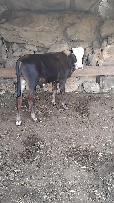 yəhər satılır: Satılır: Buzağı (erkək) 3 aylıq öz qapımım malıdı - Cins tipi: Yerli — 2